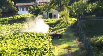 Il vino fa buon sangue Anche i pesticidi? 