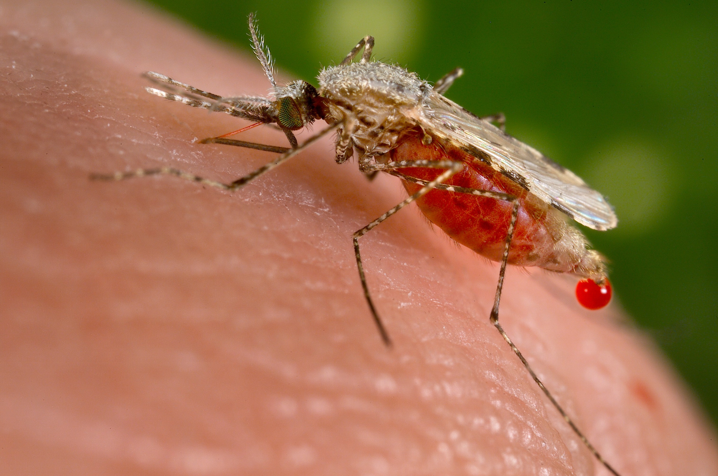 Malaria: la parola passa agli esperti