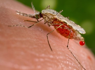 Malaria: la parola passa agli esperti