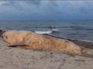 Sassari: balena spiaggiata, si è spezzato lo scheletro di “Moby Dick”
