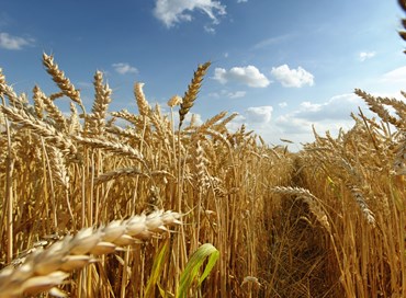 La siccità e il calo dei raccolti destabilizzano i prezzi del grano
