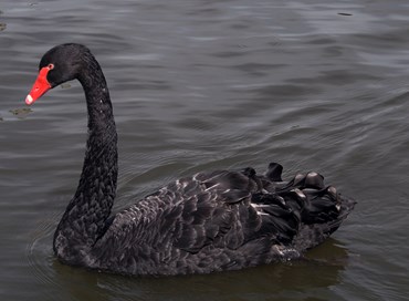 La costellazione del cigno nero