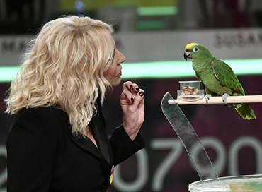 Portobello: il pappagallo è vivo ma il format è morto