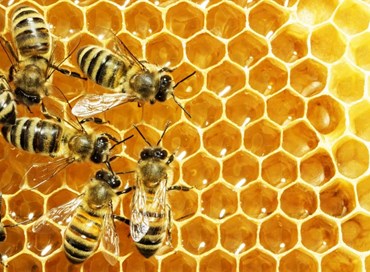 Slovenia: la giornata delle api richiama l’attenzione internazionale sull’ambiente
