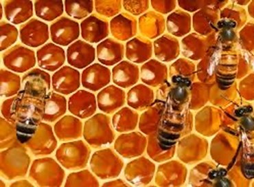 La diplomazia a difesa delle api con la terza giornata internazionale
