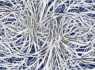 Bong-Han: nuovo sistema anatomico, biochimico e biofisico