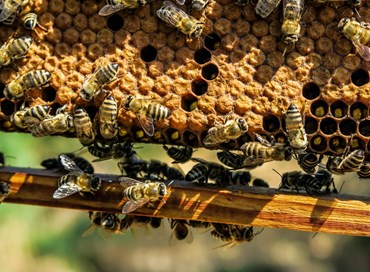 L’importanza del miele, delle api e nuovi finanziamenti per il settore