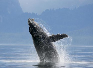 La grandezza delle balene