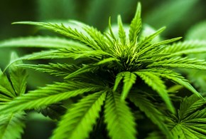 La cannabis blocca il Covid? Lo dice uno studio dello stato dell’Oregon