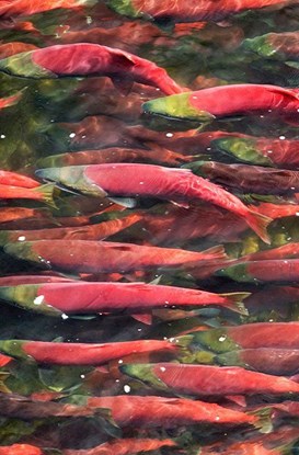In Alaska il nuovo anno è dedicato alla valorizzazione del salmone 