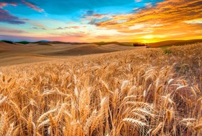 La Puglia e la sfida per una filiera cerealicola locale