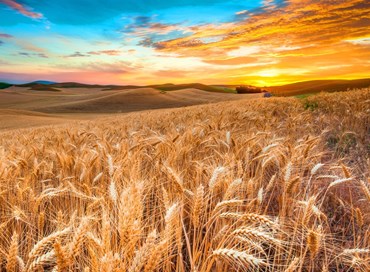 La Puglia e la sfida per una filiera cerealicola locale
