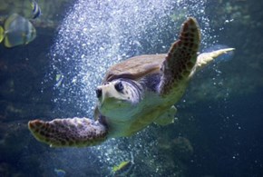 La Giornata mondiale delle tartarughe 
