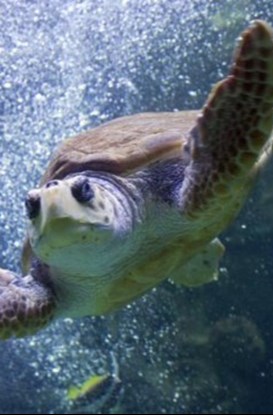 La Giornata mondiale delle tartarughe 