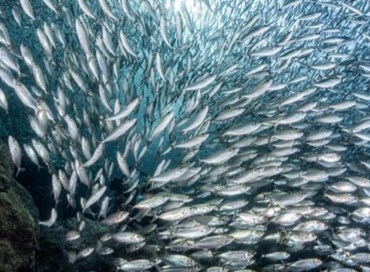 Il Cilento, la Dieta mediterranea e la filiera ittica 