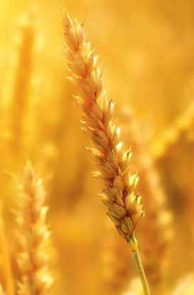 Come risolvere la crisi del grano?