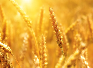Come risolvere la crisi del grano?