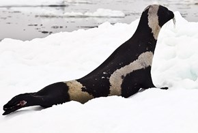 L’Alaska e il dibattito politico sulla protezione delle foche artiche
