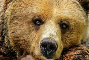 Parla il Tar di Trento: l’orsa Jj4 non potrà essere uccisa