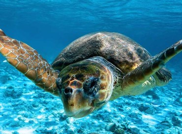 Il Cilento e i corsi per gli operatori addetti alla tutela delle tartarughe marine