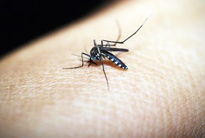 Zanzare in casa: rimedi e suggerimenti