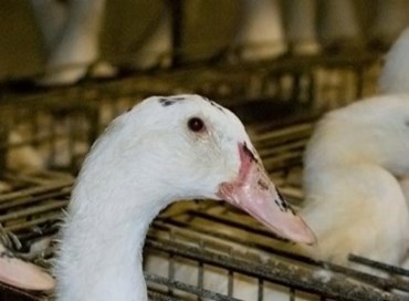 La crudeltà dietro la produzione del foie gras