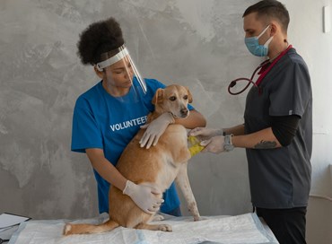 La medicina veterinaria forense