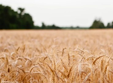 Il mercato del grano dopo l’emergenza sanitaria