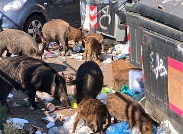 Abbattimento cinghiali: il caso Roma