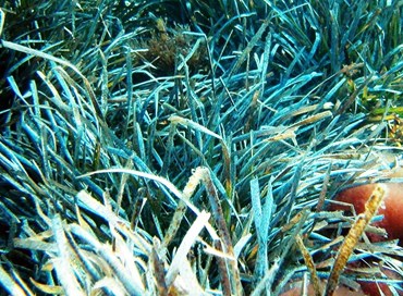 La posidonia diviene fonte energetica