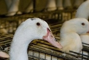 La crudeltà dietro la produzione del foie gras 